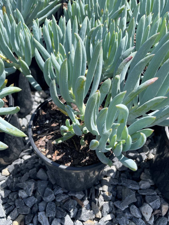 Senecio Mandraliscae &