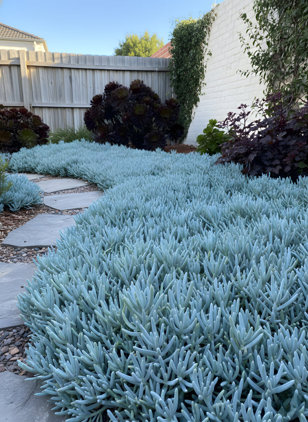 Senecio Mandraliscae 'Blue Chalk Sticks' 140mm Pot for sale Adelaide Plant Co