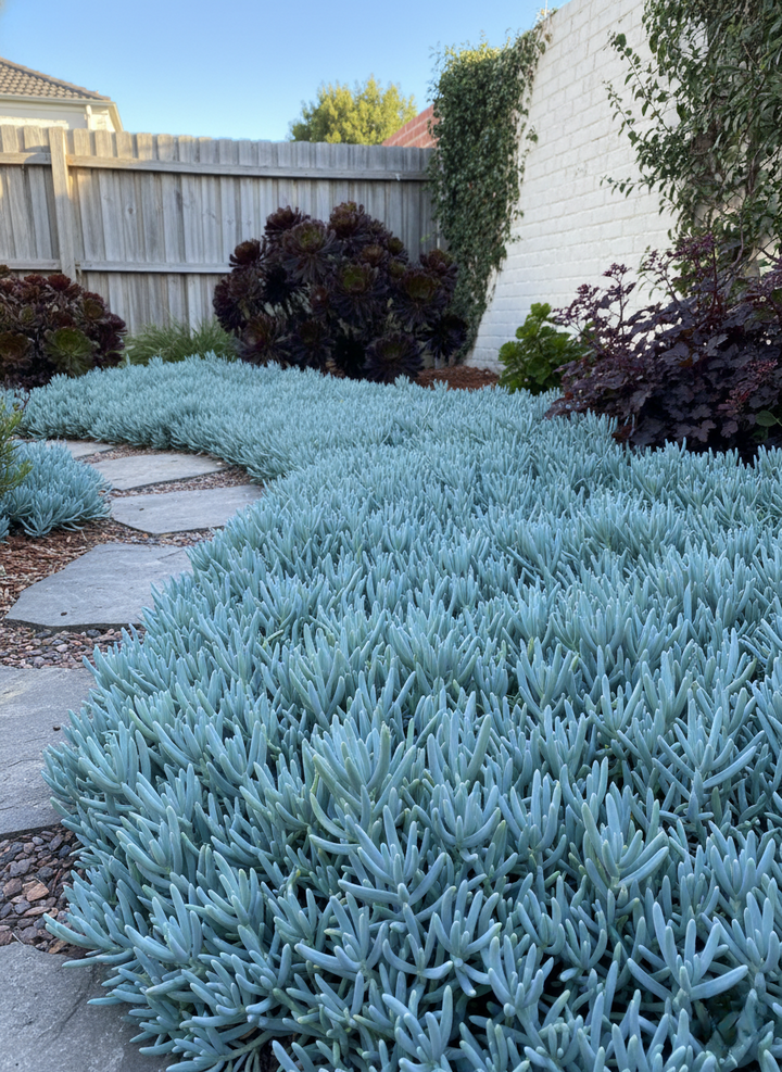 Senecio Mandraliscae &