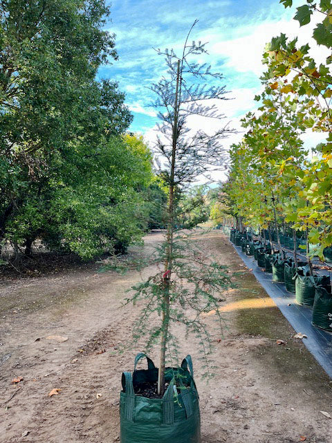 Sequoia sempervirens 100L Grow Bag for sale Adelaide Plant Co