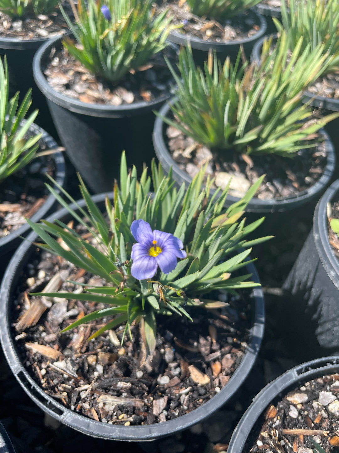 Sisyrinchium angustifolium 'Devon Skies' 140mm Pot for sale Adelaide Plant Co