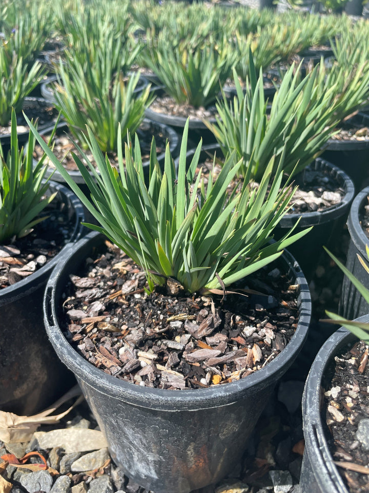 Sisyrinchium angustifolium &