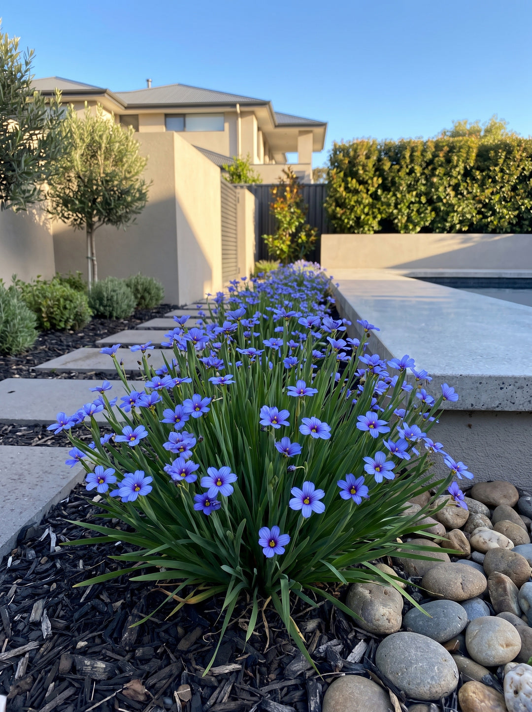 Sisyrinchium 'Devon Skies' blue-eyed grass with sky-blue flowers edging an Adelaide garden bed | Adelaide Plant Co