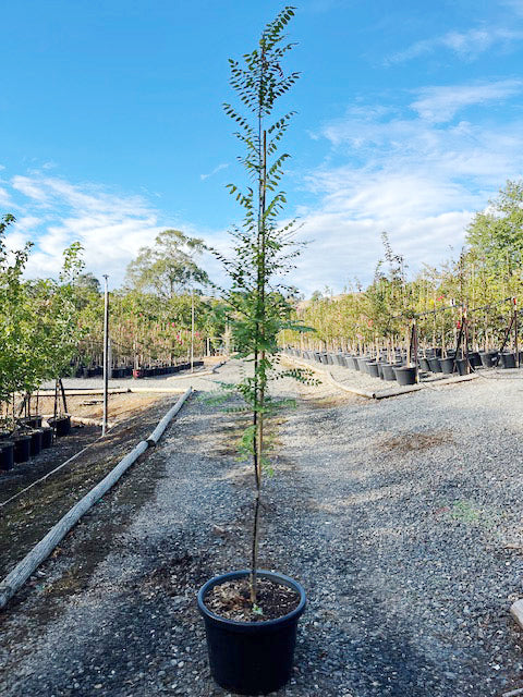 Sophora japonica 400mm Pot for sale Adelaide Plant Co