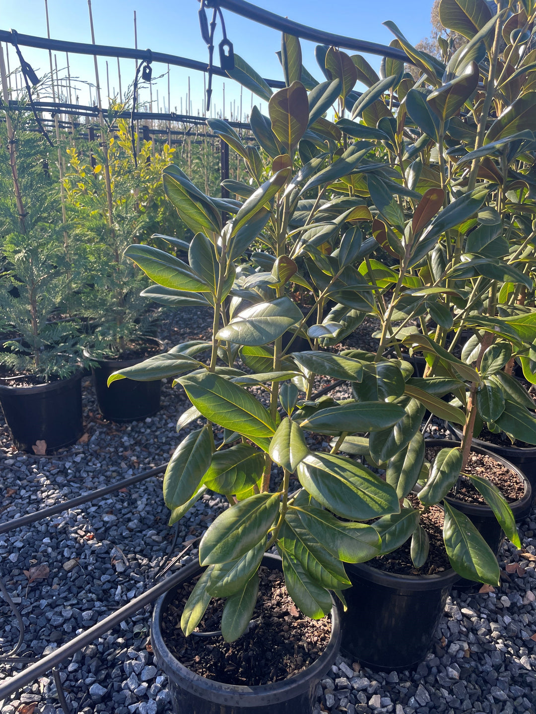 Magnolia Grandiflora &