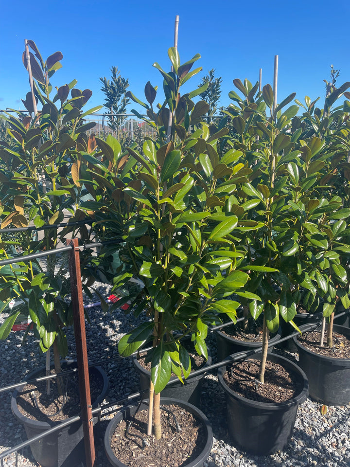 Magnolia Grandiflora &