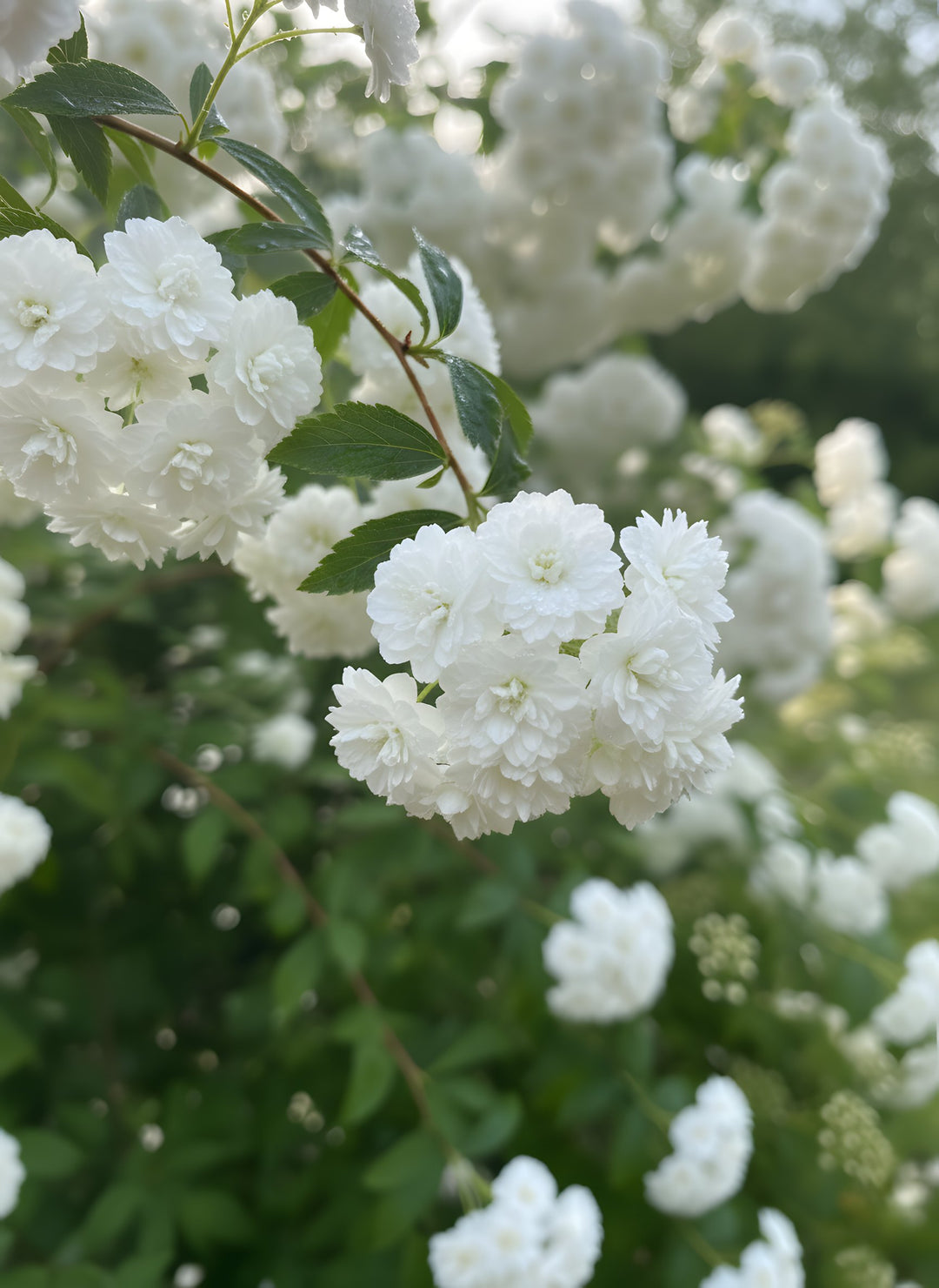 Spiraea Cantoniensis 'Double White' 140mm Pot for sale Adelaide Plant Co