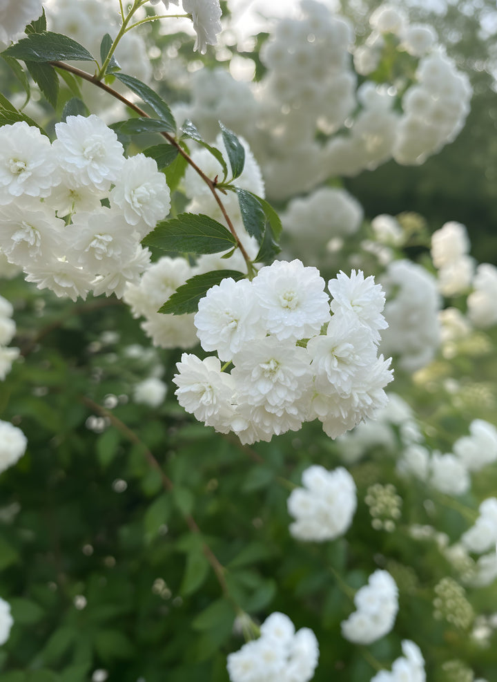 Spiraea Cantoniensis &