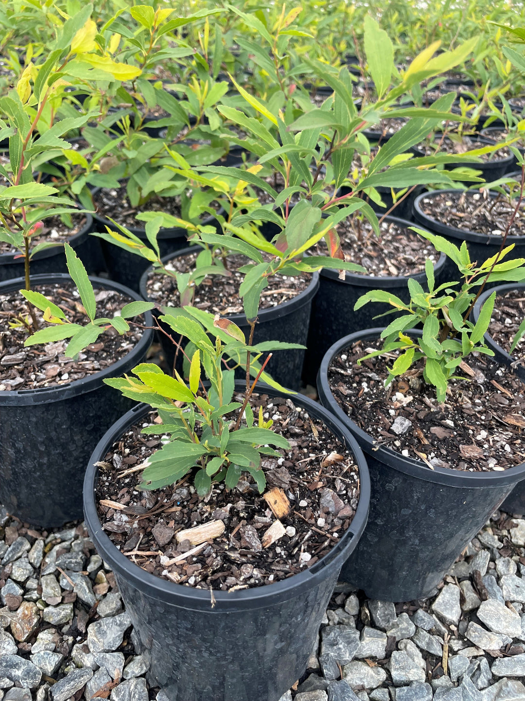 Spiraea Cantoniensis &
