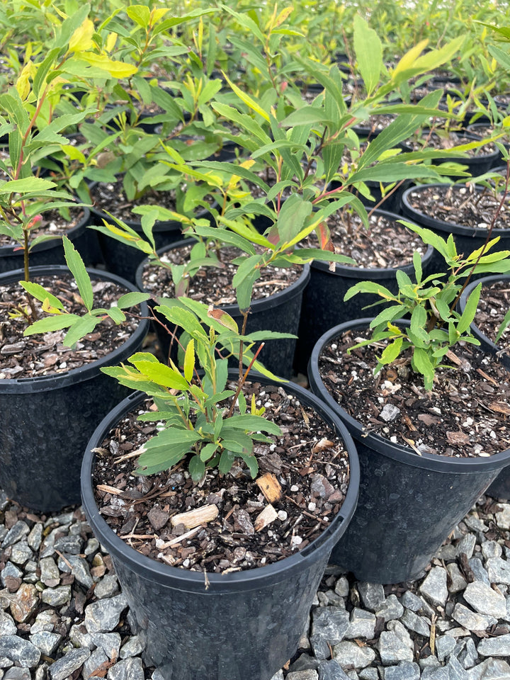 Spiraea Cantoniensis &