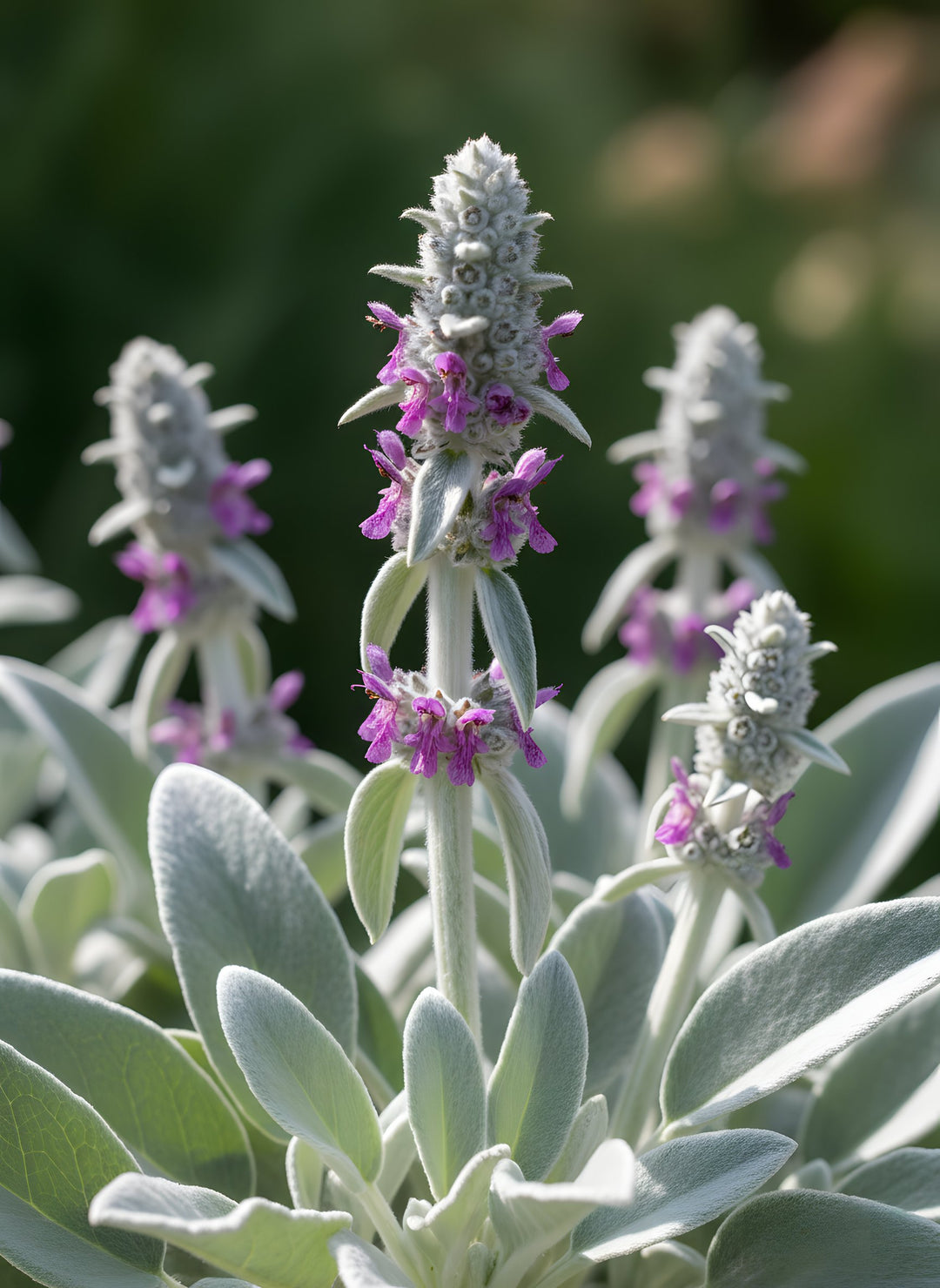 Stachys Byzantina 'Lamb's Ear' 140mm Pot for sale Adelaide Plant Co