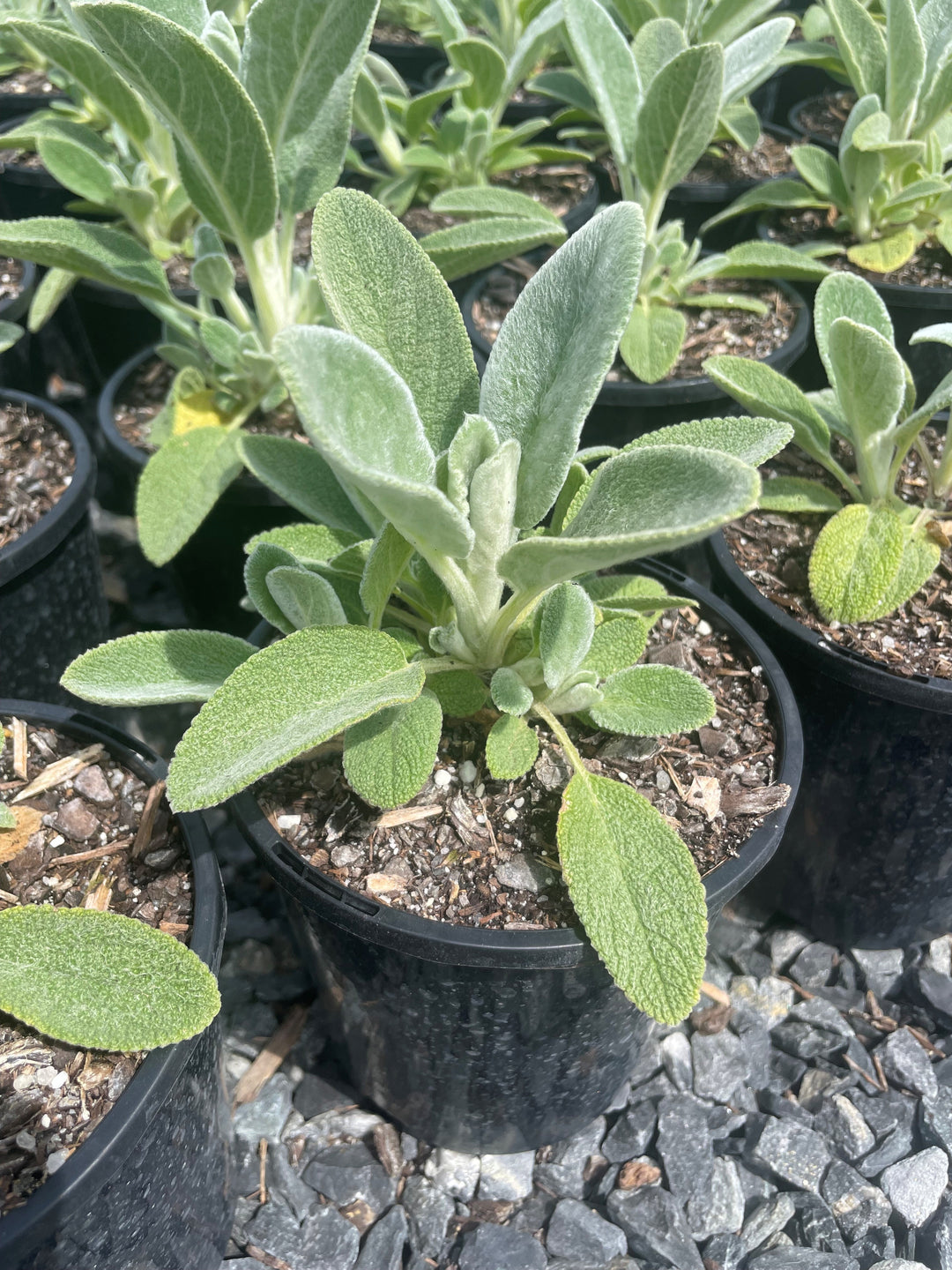 Stachys Byzantina 'Lamb's Ear'