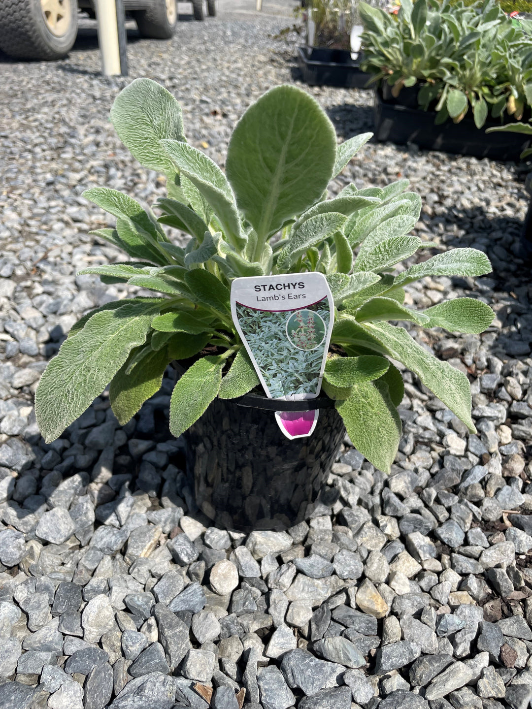 Stachys Byzantina &