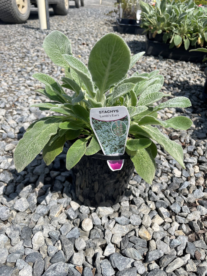 Stachys Byzantina &