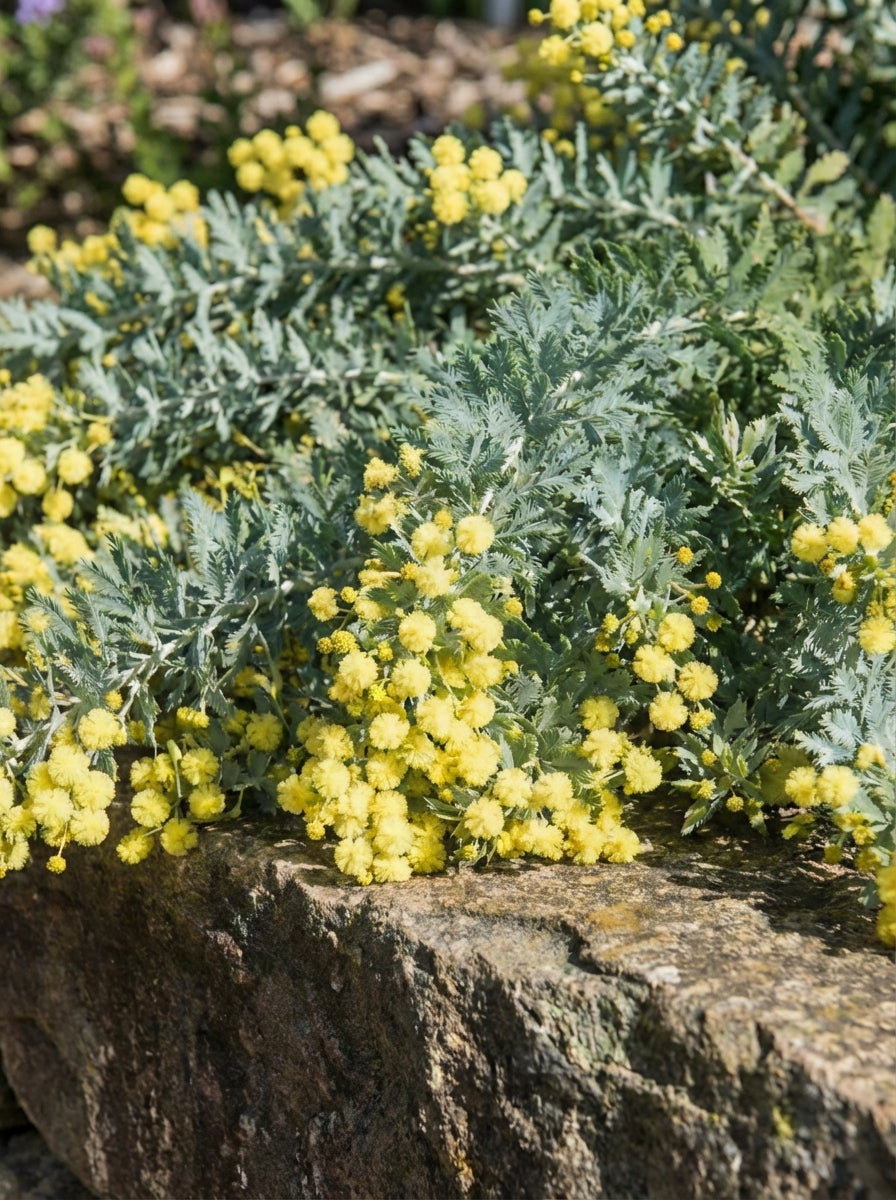 STANDARD /  Acacia baileyana prostrate for sale Adelaide Plant Co