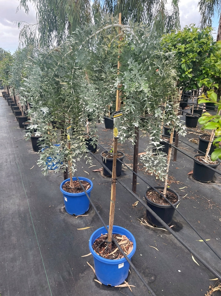 STANDARD /  Acacia baileyana prostrate 300mm Pot for sale Adelaide Plant Co