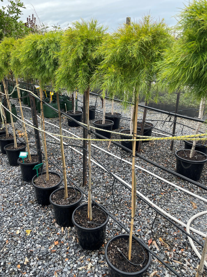 STANDARD / Acacia cognata &