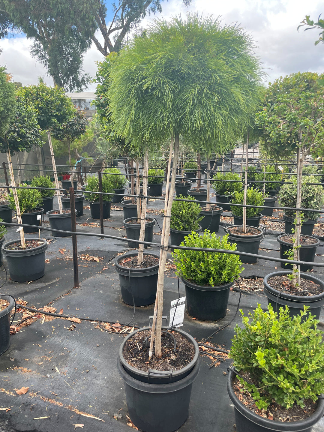 acacia house plant Buy STANDARD / Acacia cognata 'Limelight' Wattle