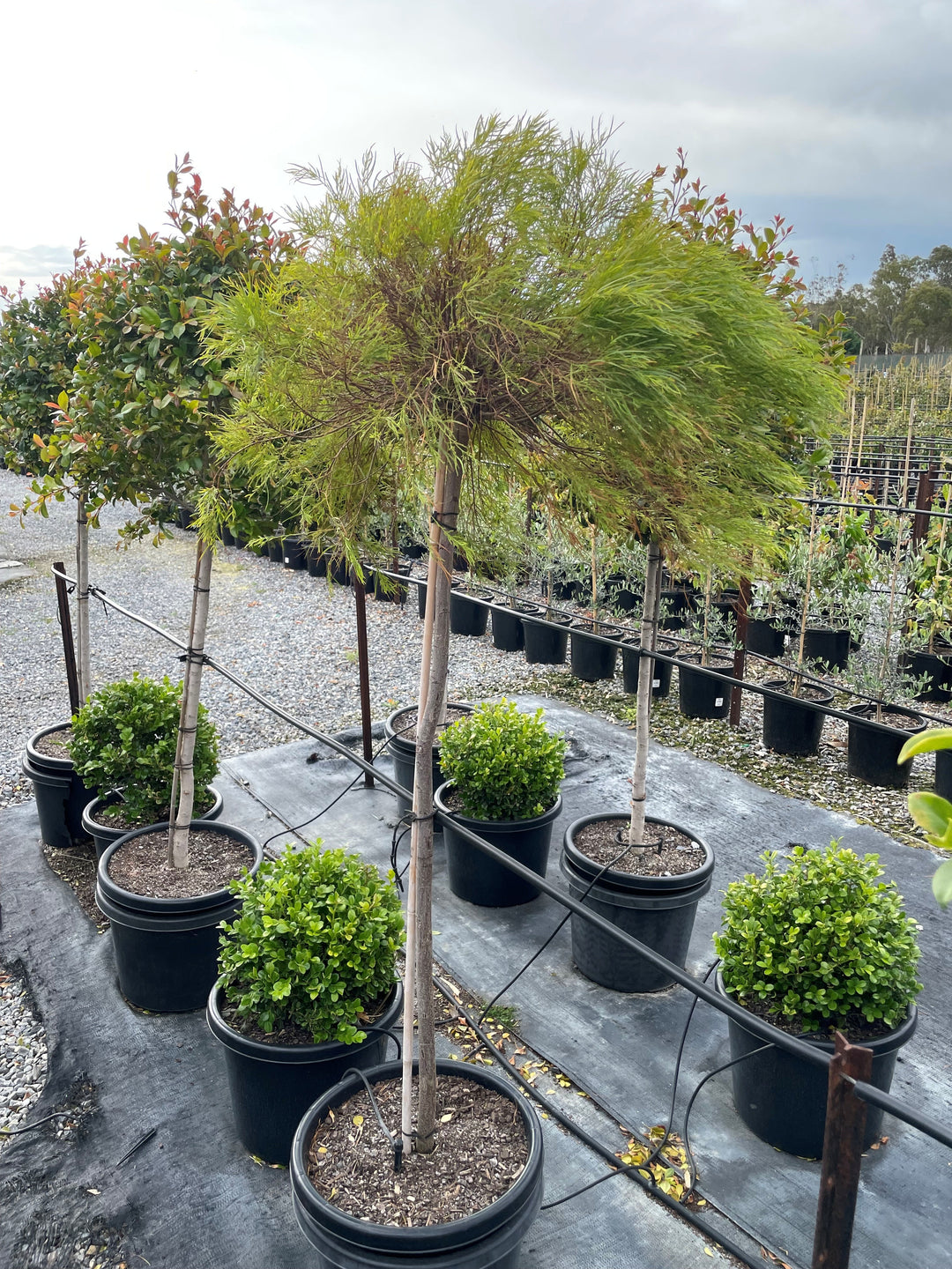 STANDARD / Acacia cognata &