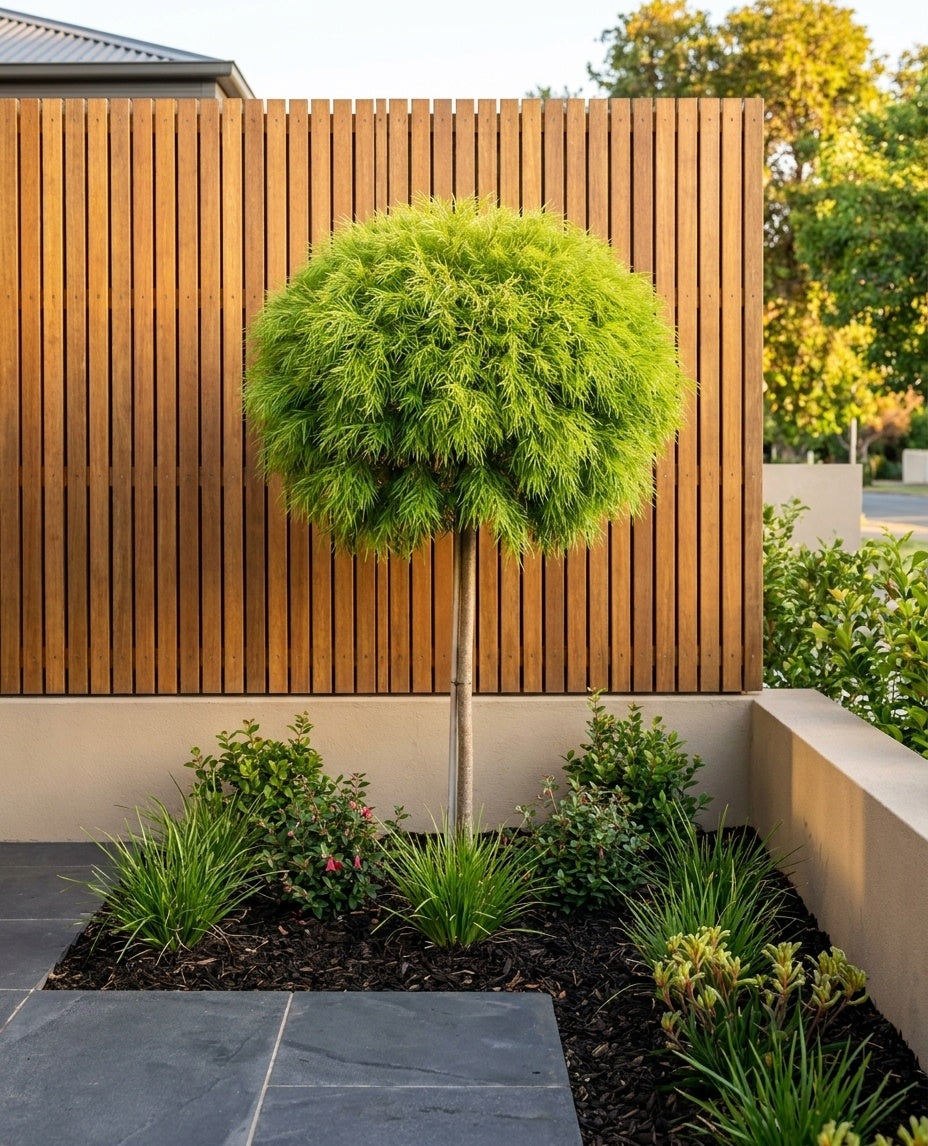 STANDARD / Acacia cognata &