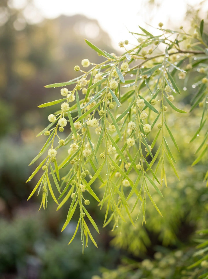 STANDARD / Acacia cognata &