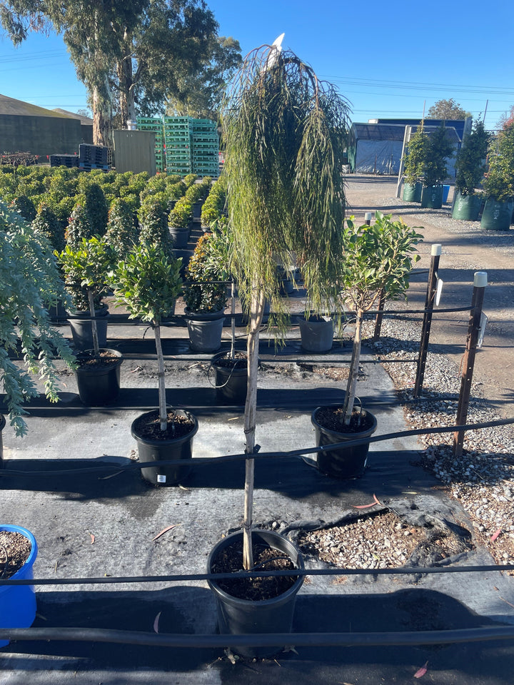 STANDARD / Acacia cognata &