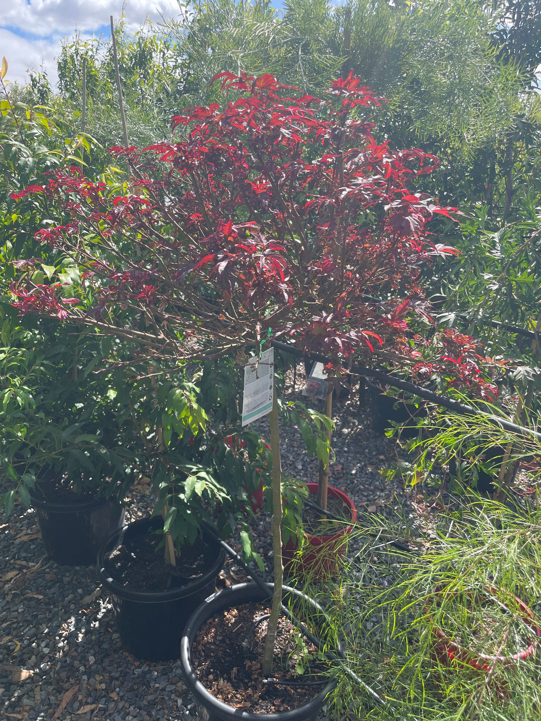 STANDARD / Acer palmatum &