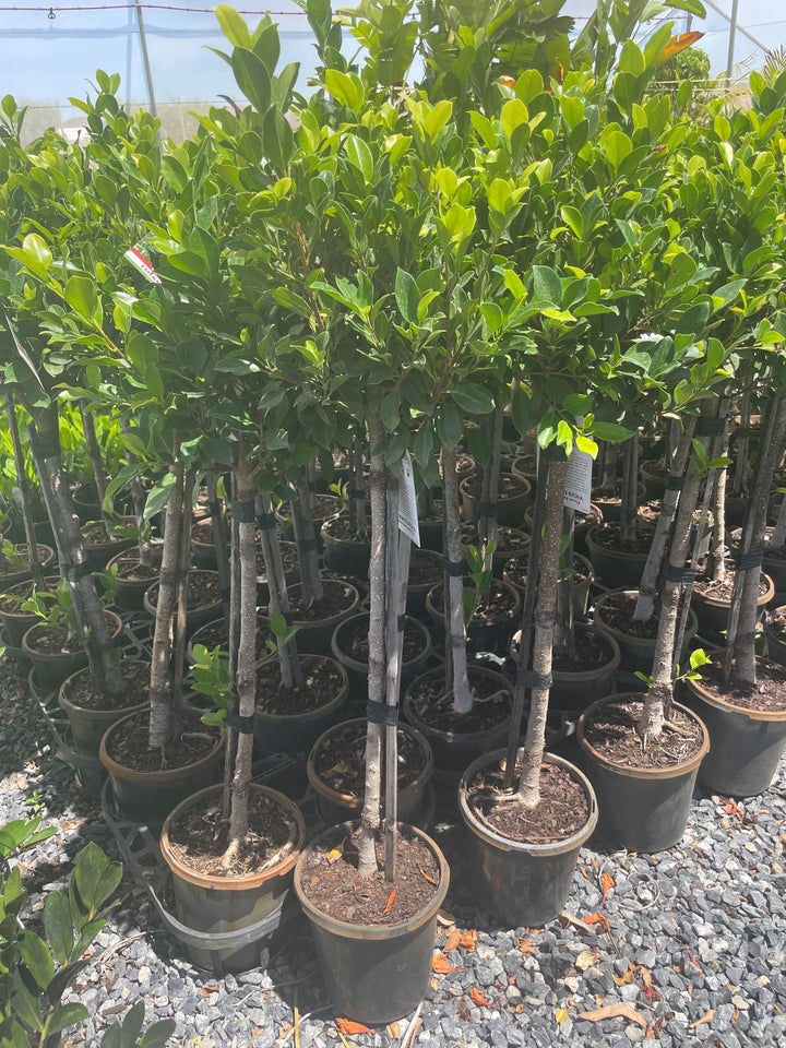 STANDARD / Ficus microcarpa hillii &