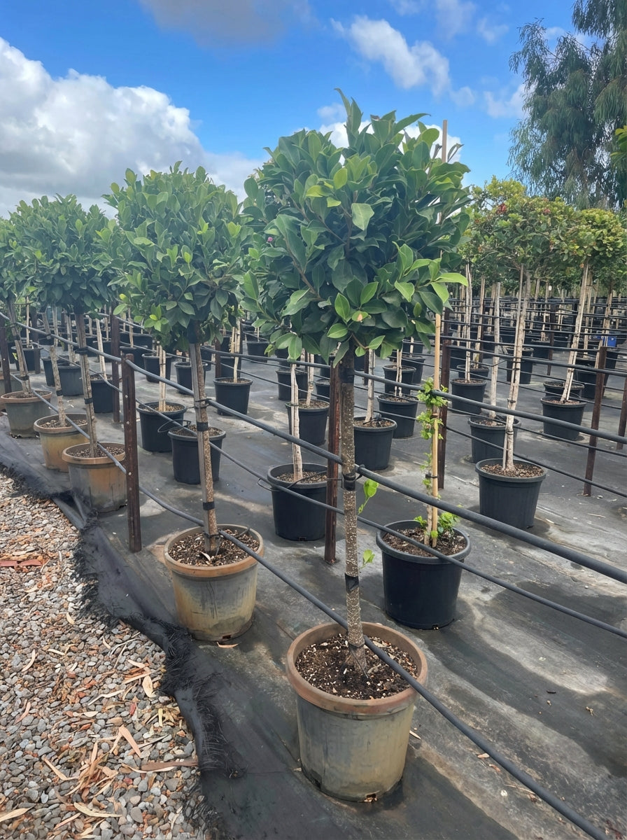 STANDARD / Ficus microcarpa hillii &