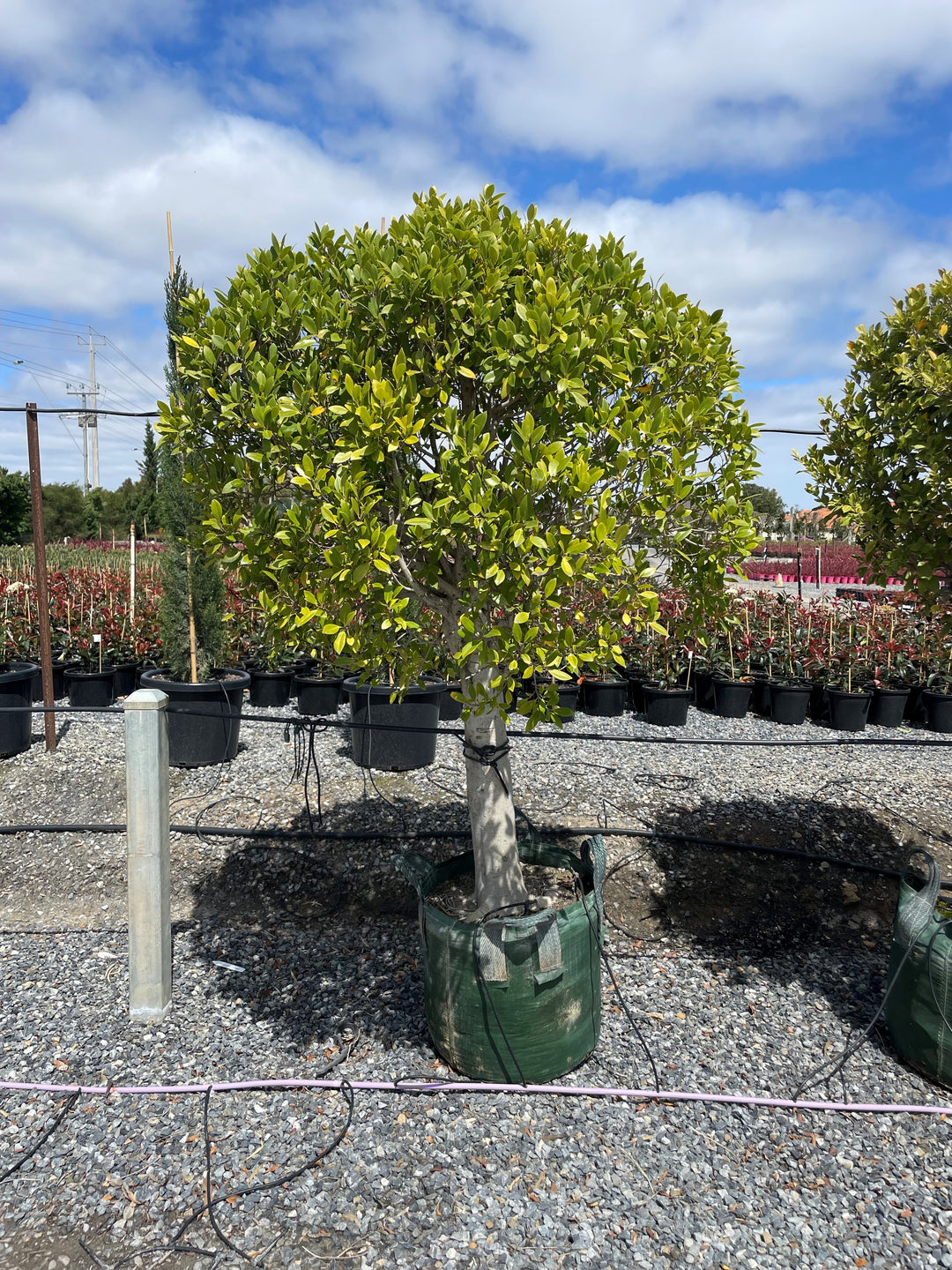 STANDARD / Ficus microcarpa hillii 'Flash'