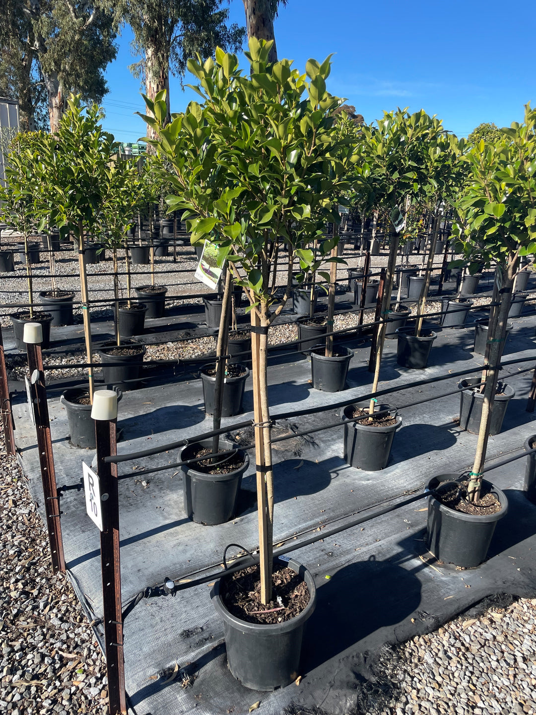 STANDARD / Ficus microcarpa hillii &