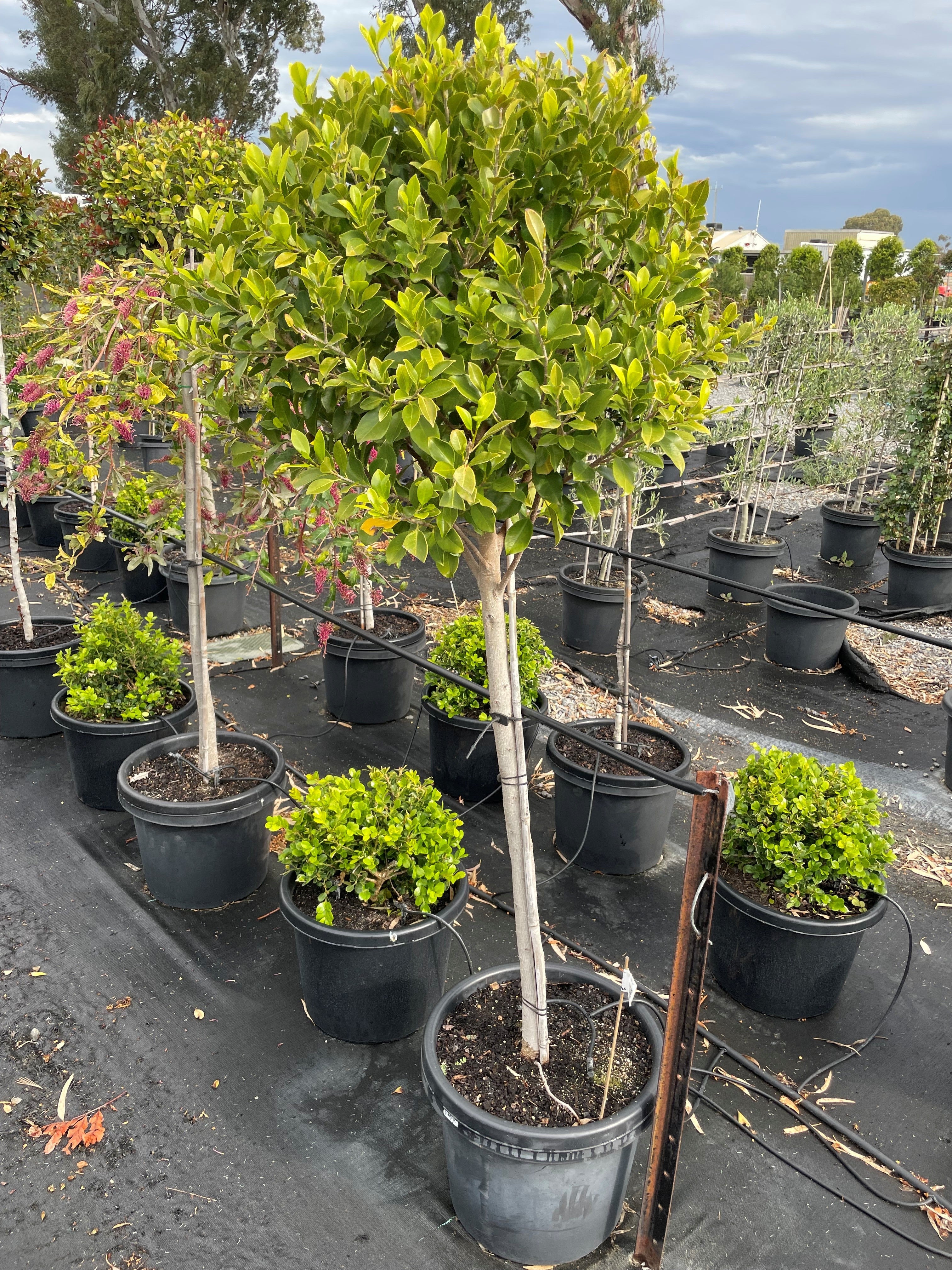 Buy STANDARD / Ficus microcarpa hillii 'Flash' | Adelaide Plant Co