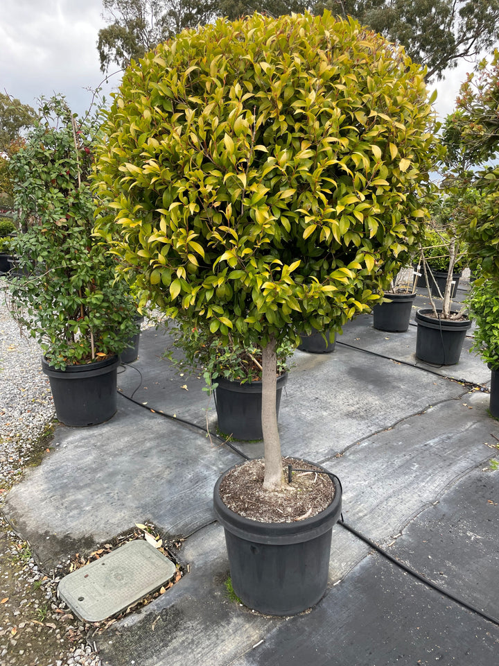 STANDARD / Ficus microcarpa hillii 'Flash'