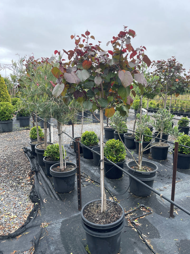 STANDARD / Hibiscus Tiliaceus 'Rubra'