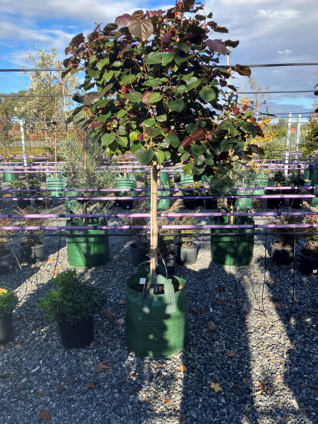 STANDARD / Hibiscus Tiliaceus &