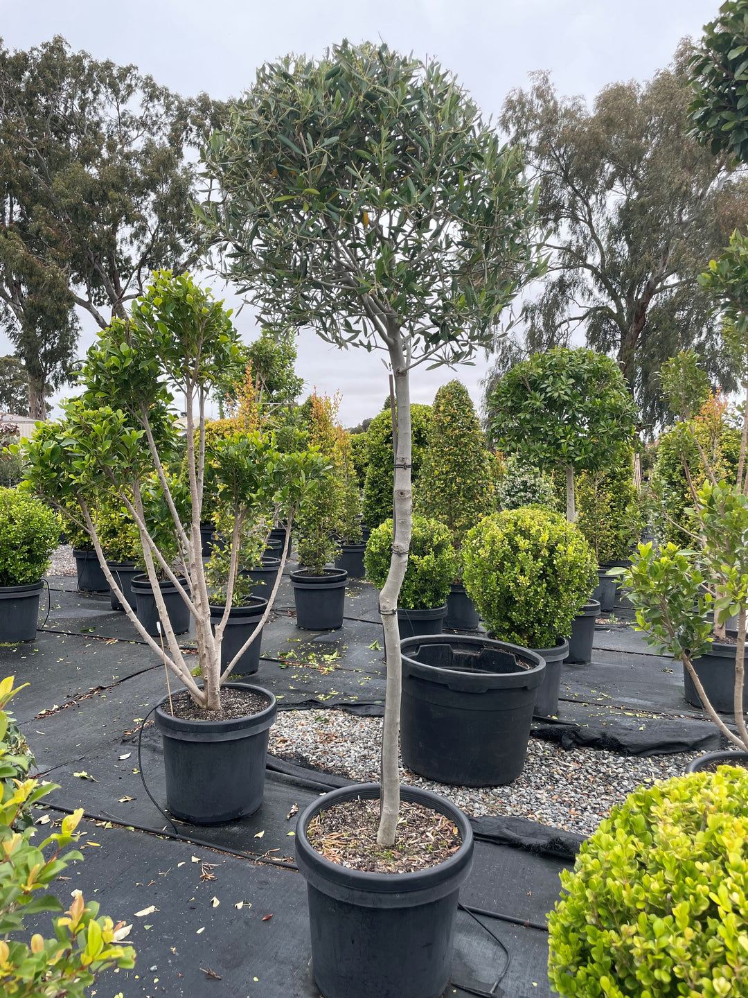 STANDARD / OLIVE / Olea europaea 'Paragon' 500mm Pot for sale Adelaide Plant Co