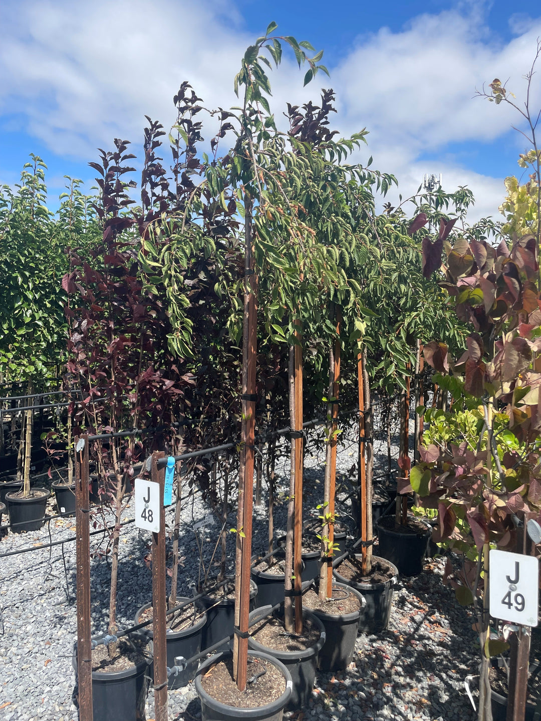 STANDARD / Prunus subhirtella &