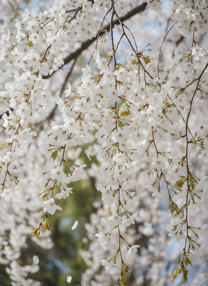 STANDARD / Prunus subhirtella &