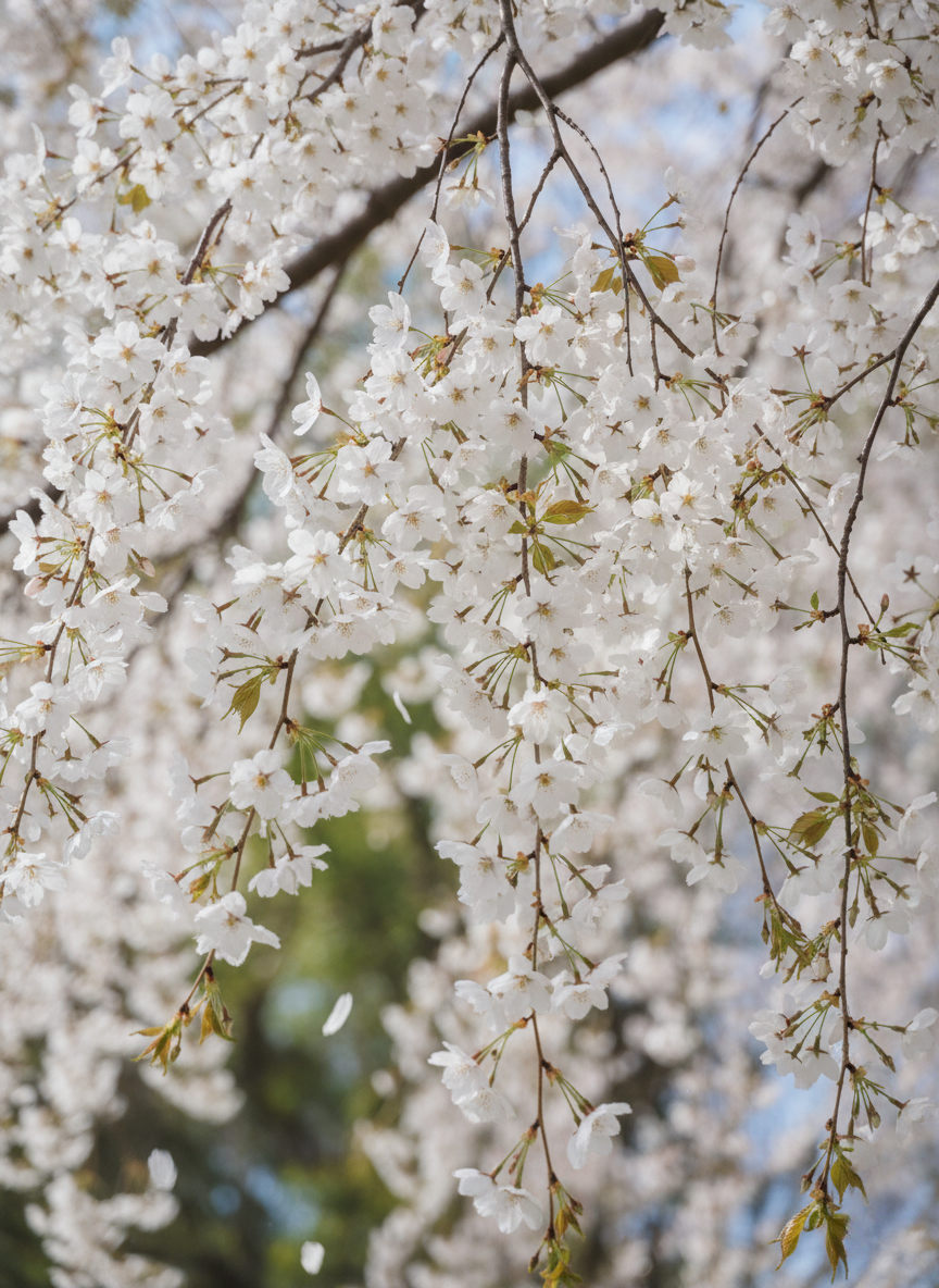 STANDARD / Prunus subhirtella 'Falling Snow' 300mm Pot for sale Adelaide Plant Co