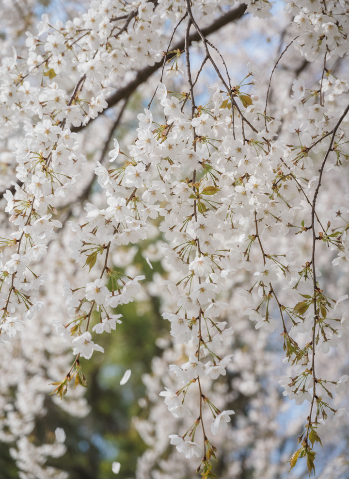 STANDARD / Prunus subhirtella &