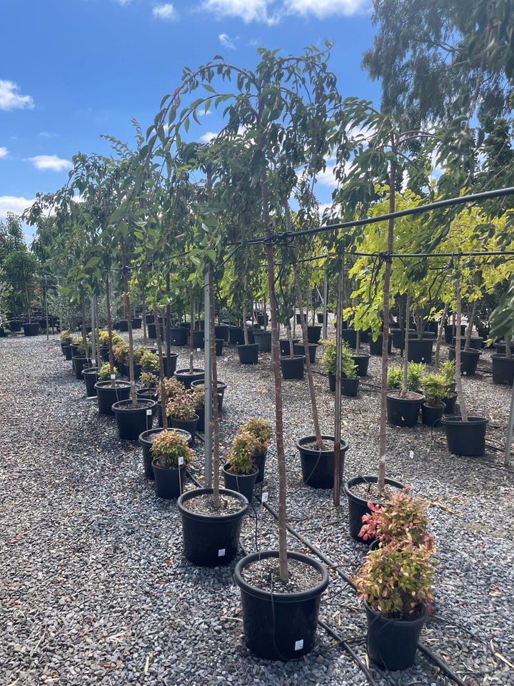 STANDARD / Prunus subhirtella &