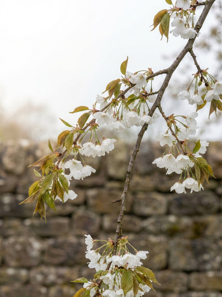 STANDARD / Prunus subhirtella pendula Alba 400mm Pot for sale Adelaide Plant Co