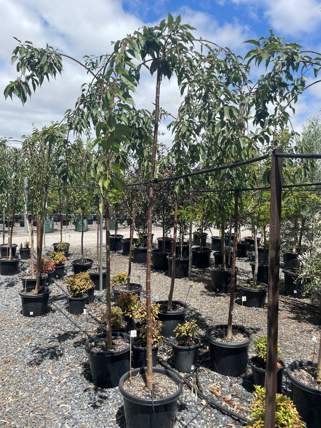 STANDARD / Prunus subhirtella pendula Alba for sale Adelaide Plant Co