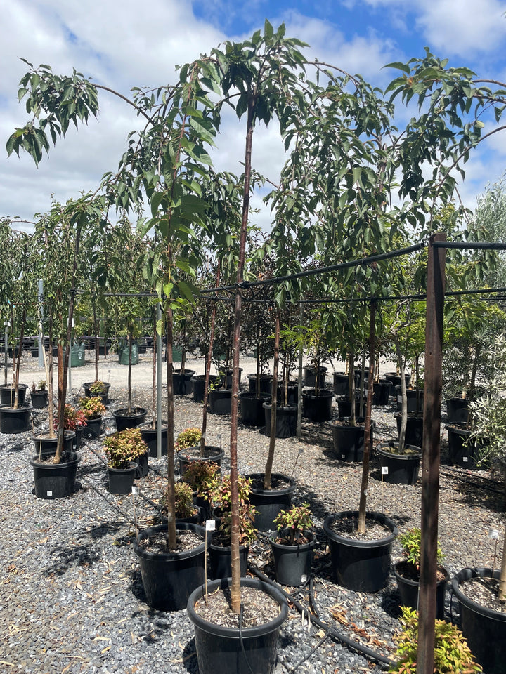 STANDARD / Prunus subhirtella pendula Alba for sale Adelaide Plant Co
