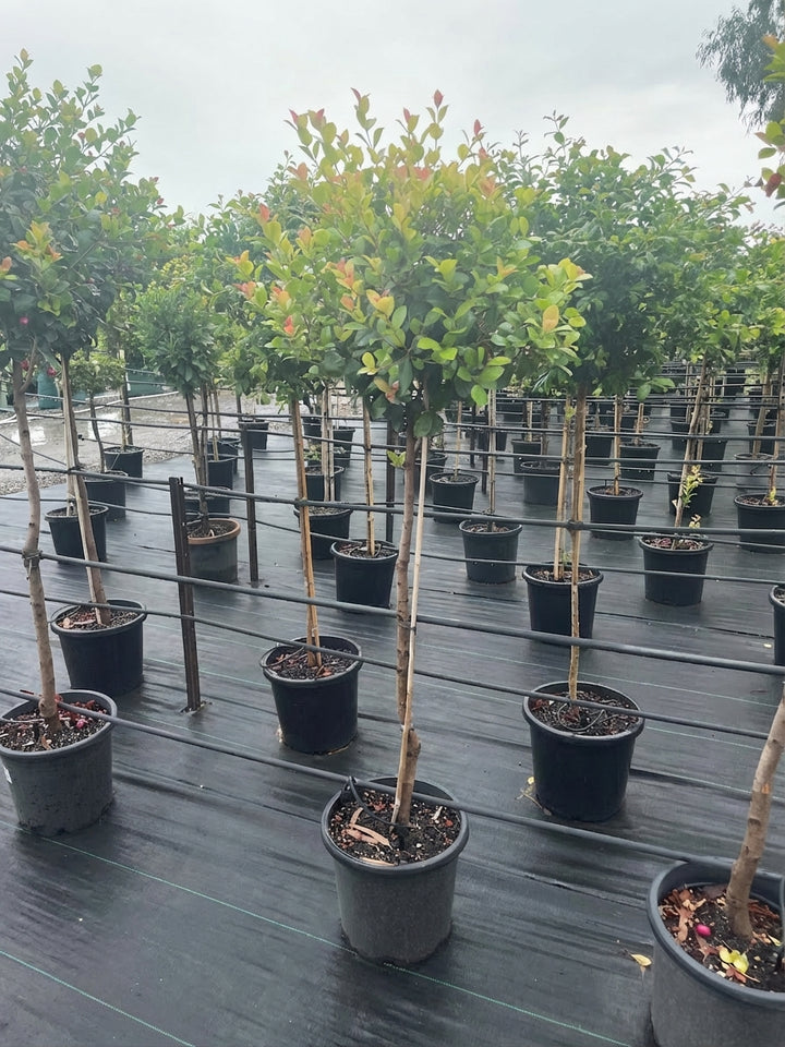 STANDARD / Syzygium australe &