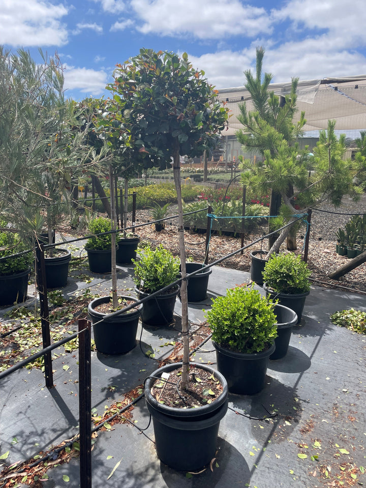 STANDARD / Syzygium australe &