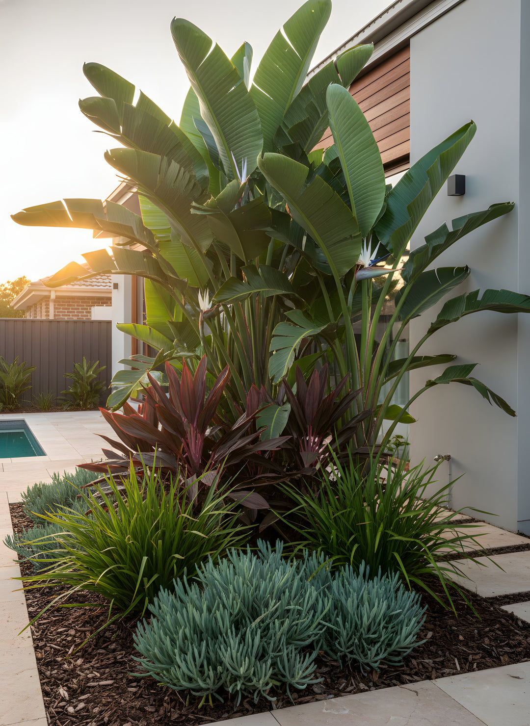 Strelitzia Nicolai 250mm Pot for sale Adelaide Plant Co