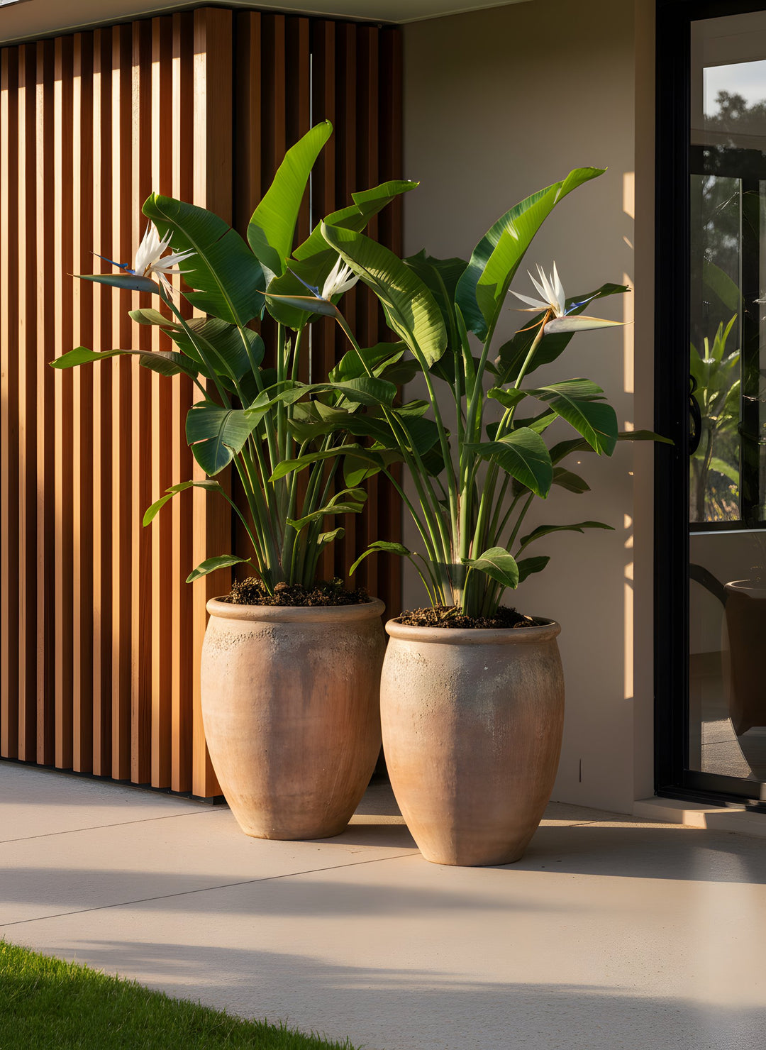 Strelitzia Nicolai 300mm Pot for sale Adelaide Plant Co