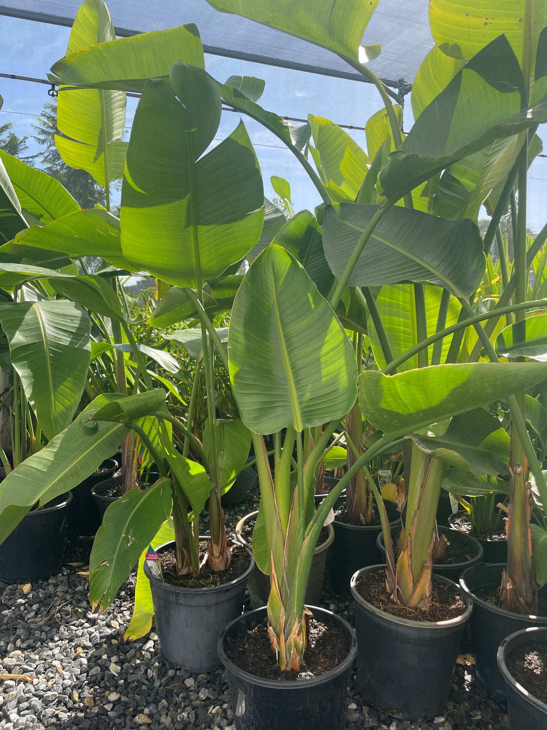 Strelitzia Nicolai for sale Adelaide Plant Co