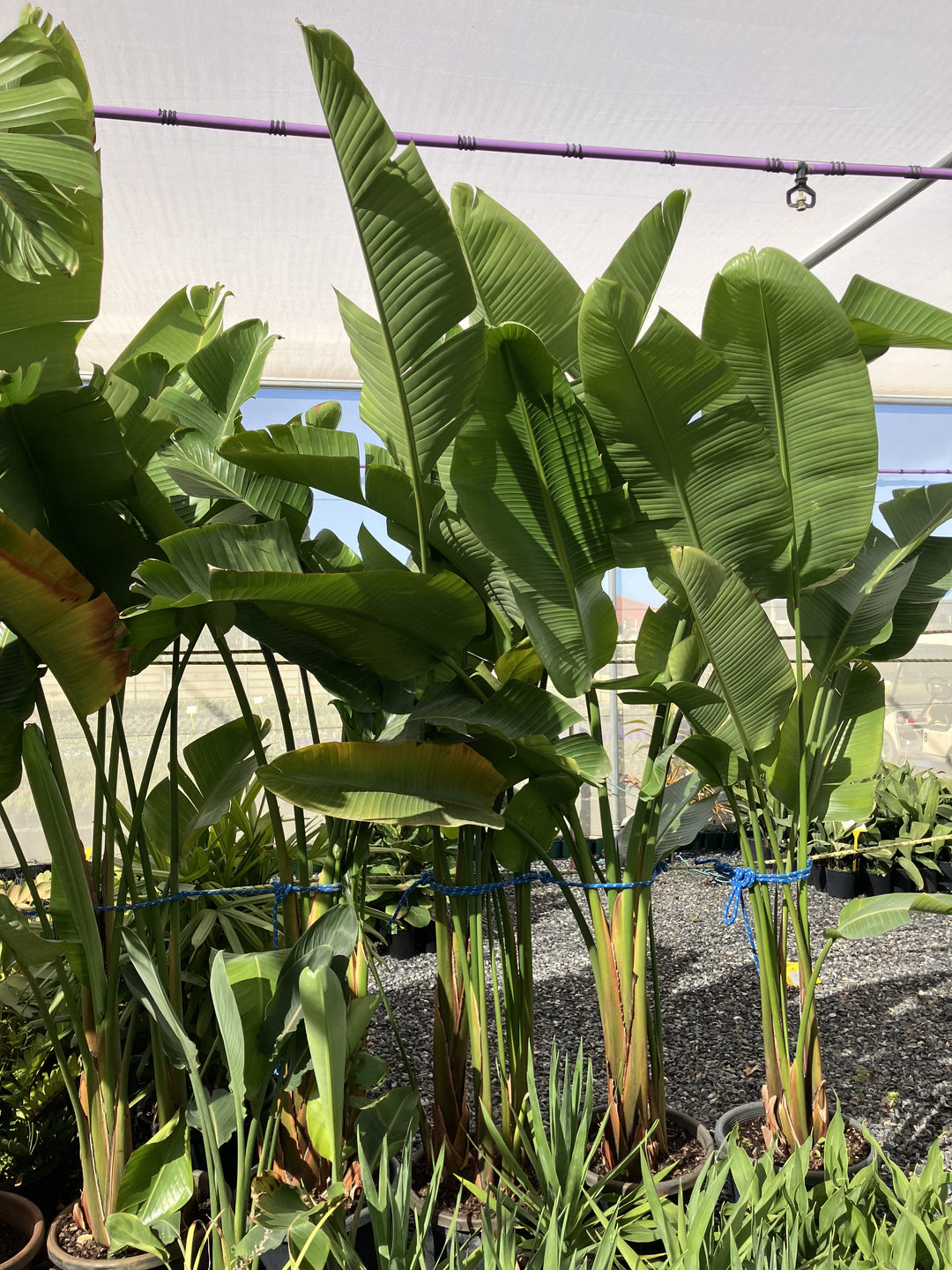 Strelitzia Nicolai for sale Adelaide Plant Co